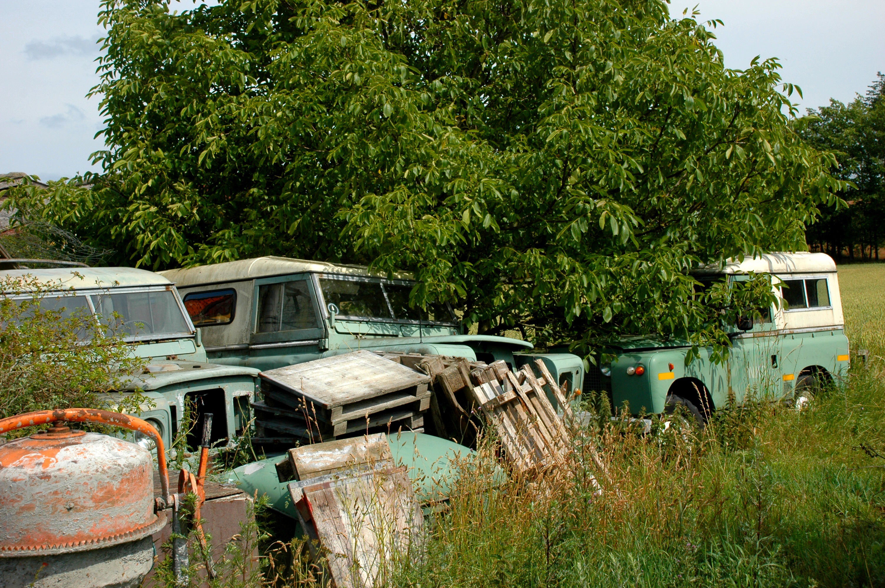 Laura parked under a tree